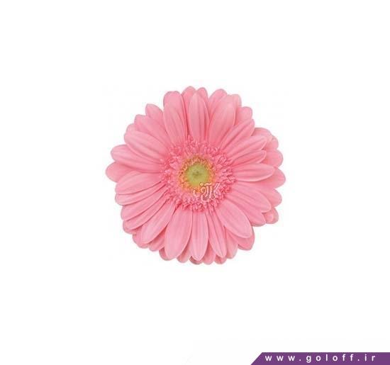 گل ژربرا رزاموند - Gerbera | گل آف